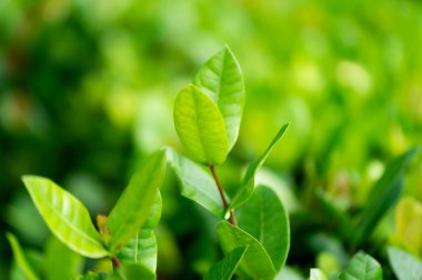 Güzel koyu yeşil yaprak dokusu, nokta atışı, doğal yeşil yapraklar doğa duvar kağıdı veya tropikal kapak için kullanılıyor.