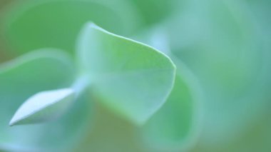 Silver Dollar Tree 'nin yakın plan görüntüsü. Evergreen gümüş sakız yaprakları ve dalları. Bahçede büyüyüp özen gösteriyorlar. Arkaplan kavramı.