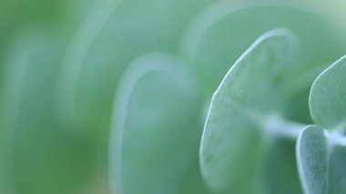 Silver Dollar Tree 'nin yakın plan görüntüsü. Evergreen gümüş sakız yaprakları ve dalları. Bahçede büyüyüp özen gösteriyorlar. Arkaplan kavramı.