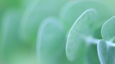 Silver Dollar Tree 'nin yakın plan görüntüsü. Evergreen gümüş sakız yaprakları ve dalları. Bahçede büyüyüp özen gösteriyorlar. Arkaplan kavramı.