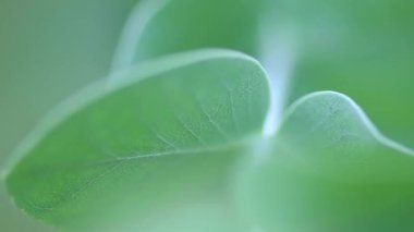 Silver Dollar Tree 'nin yakın plan görüntüsü. Evergreen gümüş sakız yaprakları ve dalları. Bahçede büyüyüp özen gösteriyorlar. Arkaplan kavramı.