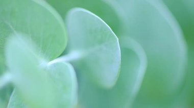 Silver Dollar Tree 'nin yakın plan görüntüsü. Evergreen gümüş sakız yaprakları ve dalları. Bahçede büyüyüp özen gösteriyorlar. Arkaplan kavramı.