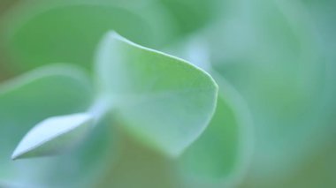 Silver Dollar Tree 'nin yakın plan görüntüsü. Evergreen gümüş sakız yaprakları ve dalları. Bahçede büyüyüp özen gösteriyorlar. Arkaplan kavramı.