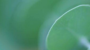 Silver Dollar Tree 'nin yakın plan görüntüsü. Evergreen gümüş sakız yaprakları ve dalları. Bahçede büyüyüp özen gösteriyorlar. Arkaplan kavramı.