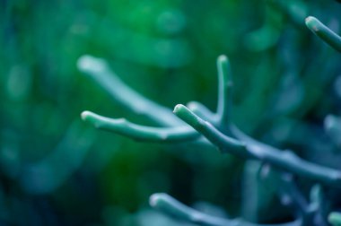 Çam ya da Casuarina Junghuhniana Küçük yeşil yapraklı broş