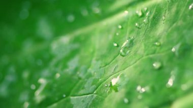 Yenilenebilir enerji konsepti Dünya Günü veya çevre koruma Elleri toprakta yetişen ormanları korur ve dünyayı kurtarmaya yardım eder.