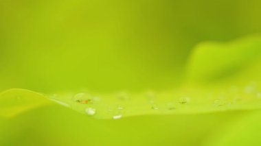 Yenilenebilir enerji konsepti Dünya Günü veya çevre koruma Elleri toprakta yetişen ormanları korur ve dünyayı kurtarmaya yardım eder.