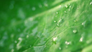 Yenilenebilir enerji konsepti Dünya Günü veya çevre koruma Elleri toprakta yetişen ormanları korur ve dünyayı kurtarmaya yardım eder.