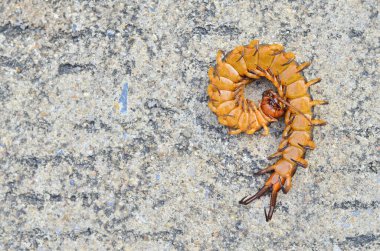 Centipedes are invertebrates. The head of most centipedes is flat. The tip of the head has a pair of antennae. The base of the antennae has a group of light-sensing organs or single eyes (ocelli). clipart