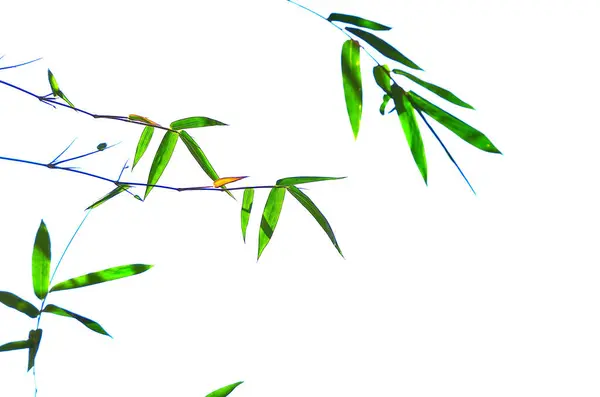 Bambu yaprakları, beyaz arka planda yayılan saplar.