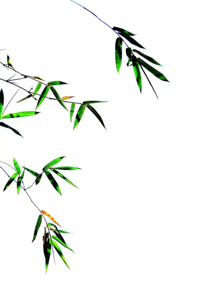 Bamboo Leaves Spreading Stalks White Background — ストック写真