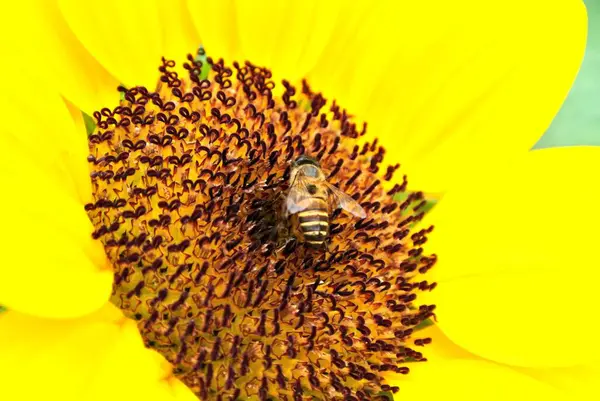 Пчела Цветке Подсолнуха — стоковое фото