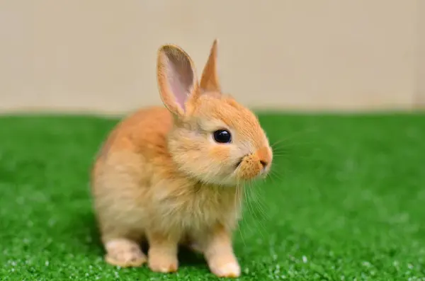 Tiny Brown Rabbit Green Grass — Stockfoto