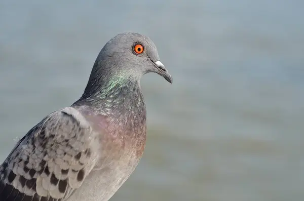 Closeup Pigeon — Foto Stock