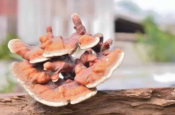 Lingzhi Mushroom Reishi Mushroom Log Used Chinese Traditional Medicine — Photo