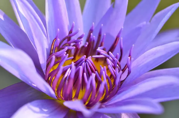 Beautiful Purple Lotus Pond — 图库照片
