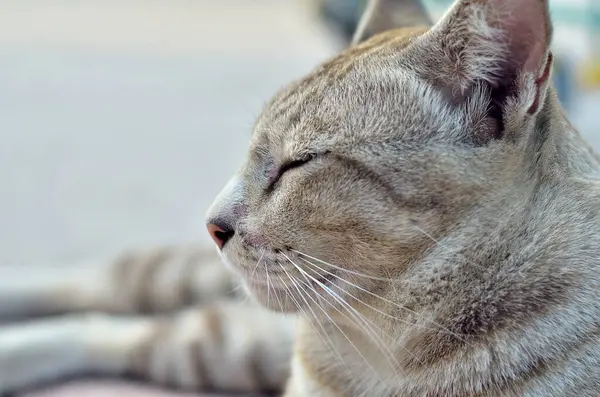 Grey Cat Sleepig — Φωτογραφία Αρχείου