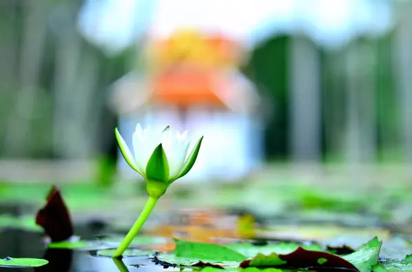 Göletteki güzel Hite Lotus.