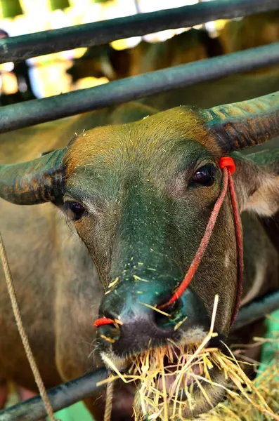Genç bufalolar çiftlikte taze ot yiyorlar..