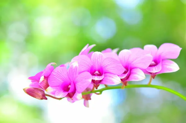 Orkide çiçeği, bu bahçede yeşil arka planı olan güzel bir çiçek. Bu resim botanik illüstrasyon olarak kullanılabilir..