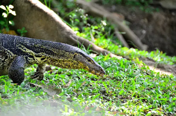 Para, Common Water Monitor, Varanus hurdacı Güneydoğu Asya 'da bulunur. Tayland 'da Hindistan ve Sri Lanka dahil her bölgede bulunabilir..