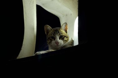 Gri kedi sana lamba direğinden bakıyor..