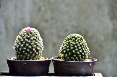 Küçük kaptaki küçük kaktüs, ev dekorasyonu için çok güzel..