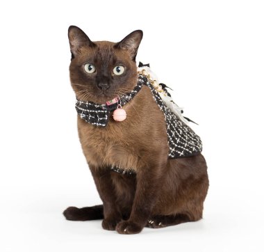 Suphalak kedisi otur ve önüne bak, Suphalak kedi cinsi beyaz arka planda