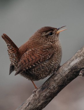 Doğadaki sevimli kuşun manzarası