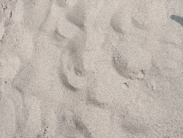 footprint of a dog on a beach in the sand
