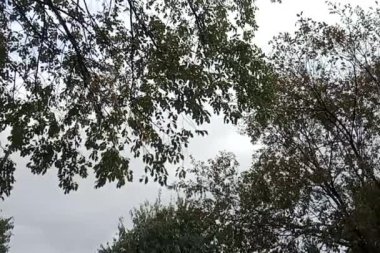 Ormanın güzel manzarası