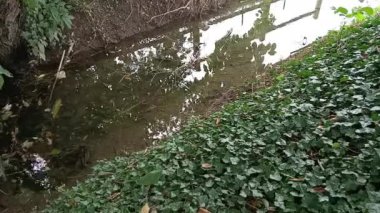 Ormanın güzel manzarası