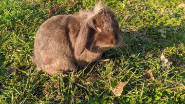 Çiftlikte bir tavşan