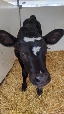 Siyah beyaz inek samanlıkta duruyor.