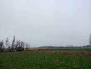 Kırsalda bir buğday tarlası