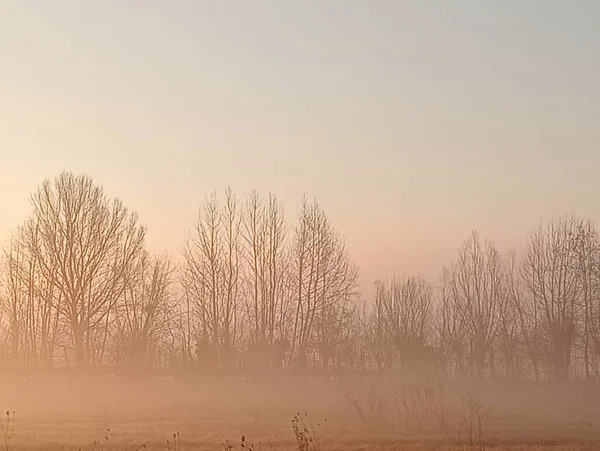 Morning fog in the field. Early spring. The sun rises.