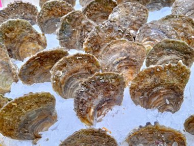 Pazarda taze istiridye.