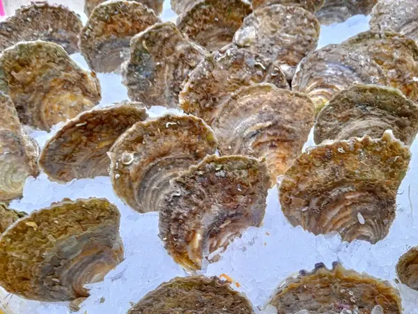 Pazarda taze istiridye.