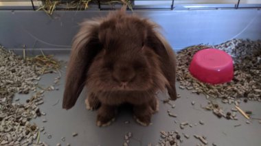 Kafesteki sevimli tavşan.