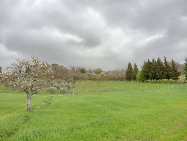 Yeşil bir tarlası ve bulutlu bir gökyüzü olan manzara