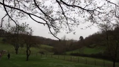 İlkbaharda kırsalda güzel bir orman görüntüsü.