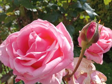 Bahçede güzel pembe bir gül