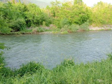 Ormandaki nehrin güzel manzarası