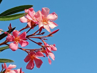 Bahçede pembe orkide çiçeği