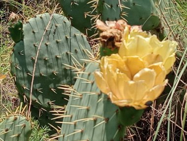 Kaktüs, bitki ve doğa