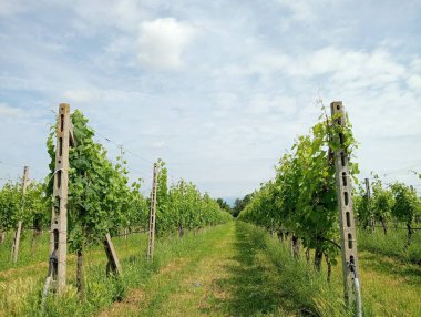 Kırsalda yeşil üzüm bağları