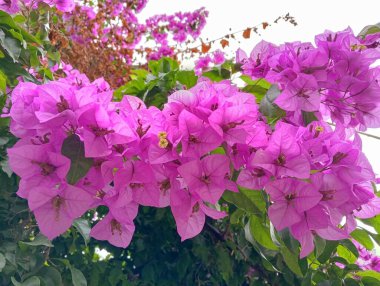 Bahçedeki güzel pembe çiçekler