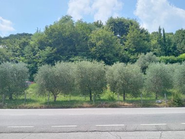 Parktaki yeşil ağaçlar