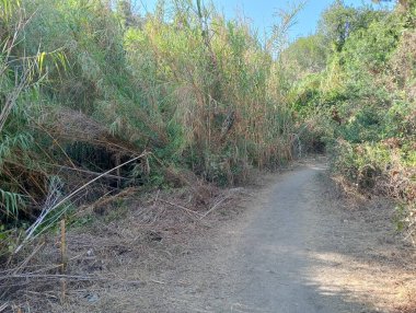 Ormanın güzel manzarası