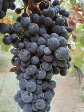 Üzüm bağındaki kırmızı üzümleri kapatın.